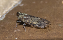 Melanoliarus placitus