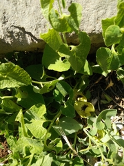 Aristolochia paecilantha