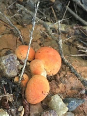 Tylopilus balloui