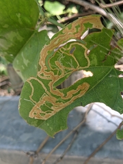 Marmara smilacisella