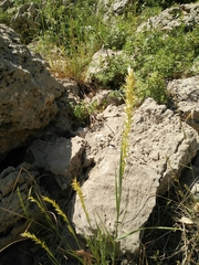 Melica persica