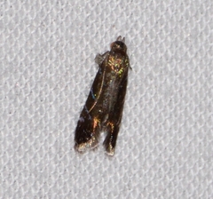 Strobisia proserpinella