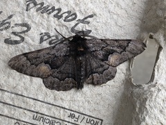 Phaeoura mexicanaria
