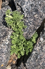 Artemisia santolinifolia