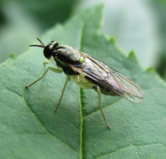 Solva pallipes