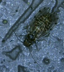 Ectopsocus californicus