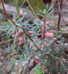 Brachyloma ericoides