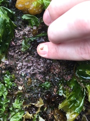 Chamberlainium tumidum