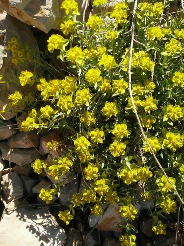 Euphorbia antilibanotica