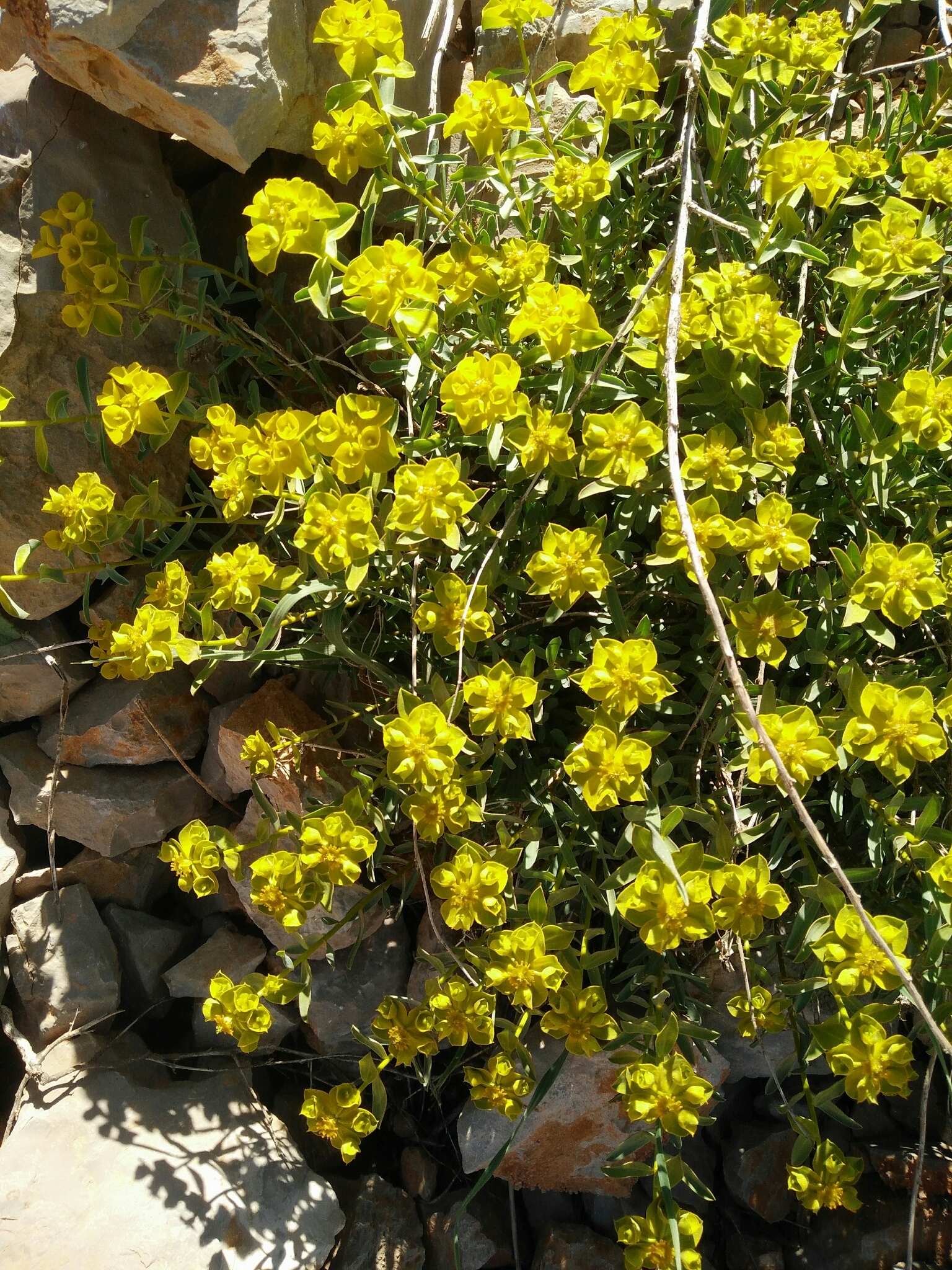 Euphorbia antilibanotica