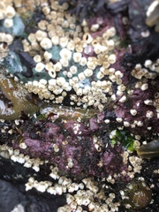 Chamberlainium tumidum