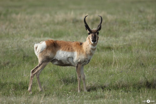 Pronghorn