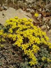 Alyssum baumgartnerianum