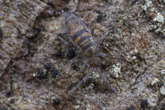 Entomobrya comparata