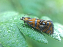 Olethreutes subtilana