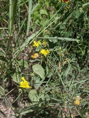 Oenothera serrulata