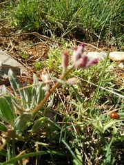 Anchonium billardierei