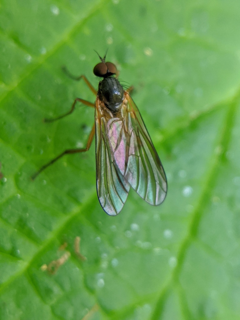 Oreogetonidae