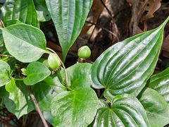 Stemona tuberosa
