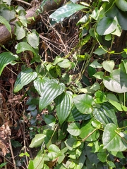 Stemona tuberosa