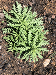 Emmenanthe penduliflora penduliflora