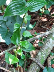 Stemona tuberosa