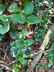 Stemona tuberosa