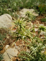 Cousinia hermonis