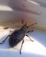 Otiorhynchus tristis