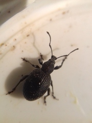 Otiorhynchus tristis