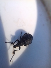 Otiorhynchus tristis