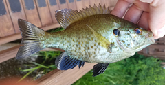 Lepomis microlophus