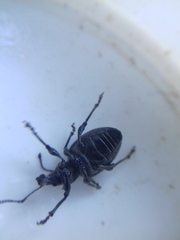 Otiorhynchus tristis