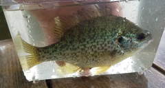 Lepomis microlophus