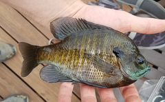 Lepomis macrochirus