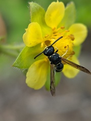 Stenodynerus lucidus