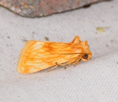 Cirrhophanus pretiosa