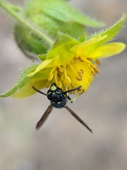 Stenodynerus lucidus