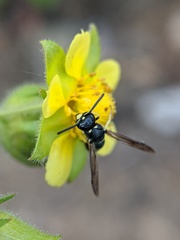 Stenodynerus lucidus