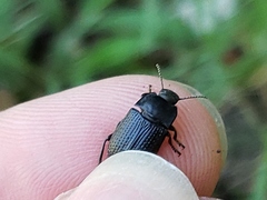 Asiopus minimus