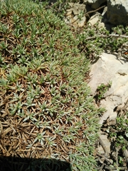 Acantholimon libanoticum