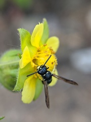 Stenodynerus lucidus