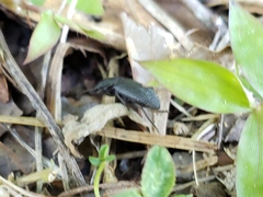 Asiopus minimus