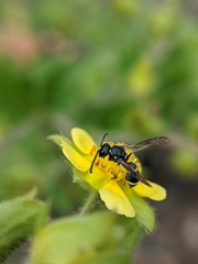 Stenodynerus lucidus
