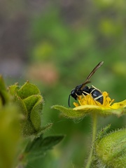 Stenodynerus lucidus