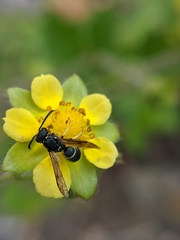 Stenodynerus lucidus