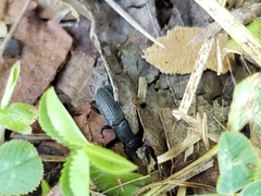 Asiopus minimus
