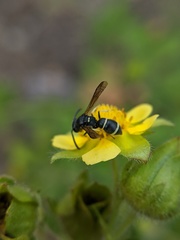 Stenodynerus lucidus