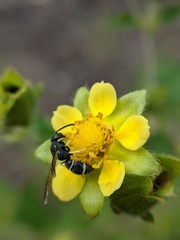 Stenodynerus lucidus