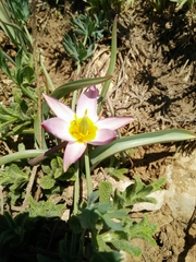 Tulipa humilis